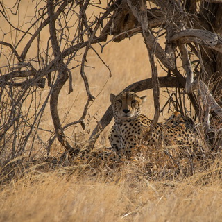 Samburu - Cheetah